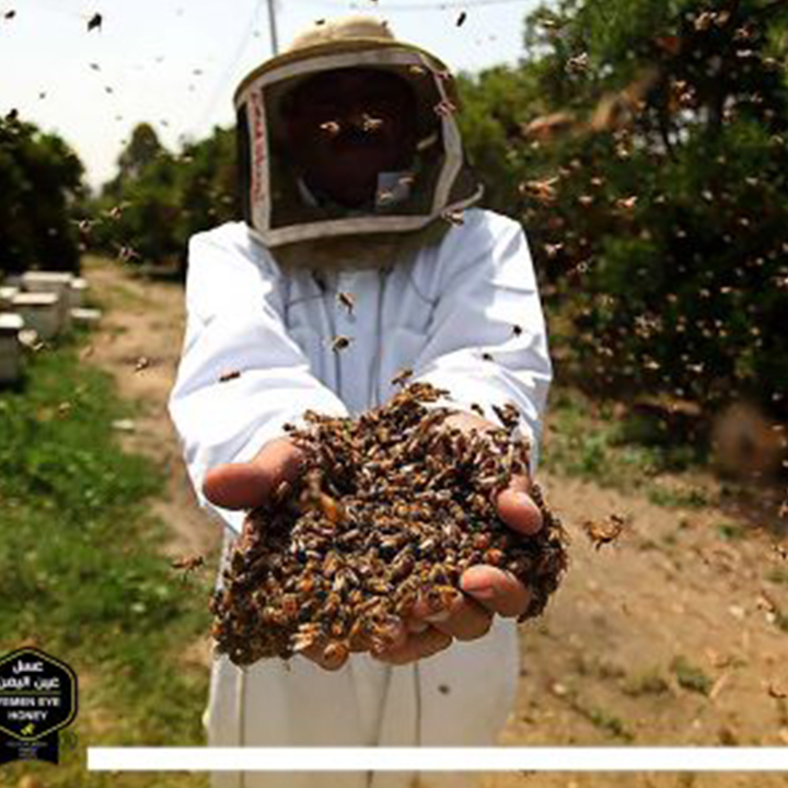 Effects of war on Yemeni beekeepers